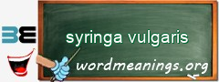 WordMeaning blackboard for syringa vulgaris